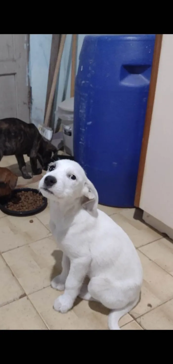 Cachorro ra a SRD-ViraLata idade 2 a 6 meses nome Juliete