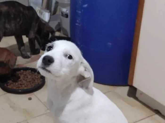 Cachorro ra a SRD-ViraLata idade 2 a 6 meses nome Juliete