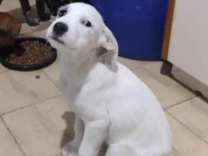 Cachorro raça SRD-ViraLata idade 2 a 6 meses nome Juliete