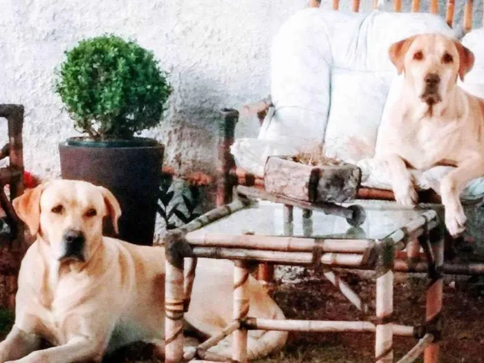 Cachorro ra a Labrador idade 6 ou mais anos nome Mel