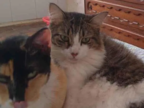 Gato raça N/A idade 3 anos nome Boneca