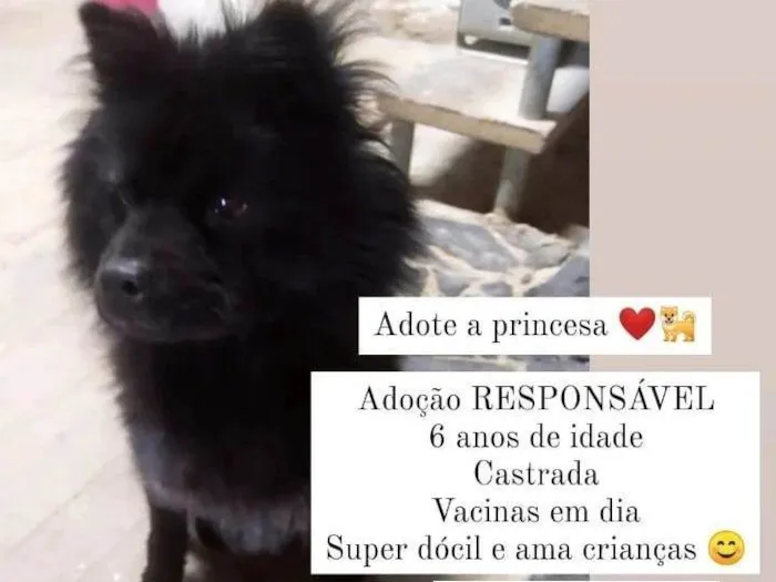 Cachorro raça Chow chow  idade 5 anos nome Princesa