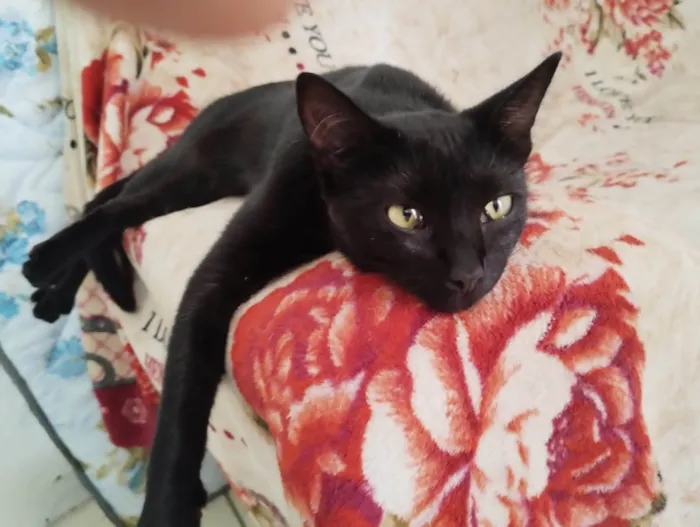 Gato ra a Gato idade 7 a 11 meses nome Não sei