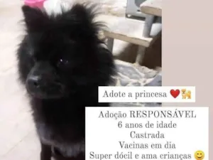 Cachorro raça Chow chow  idade 5 anos nome Princesa