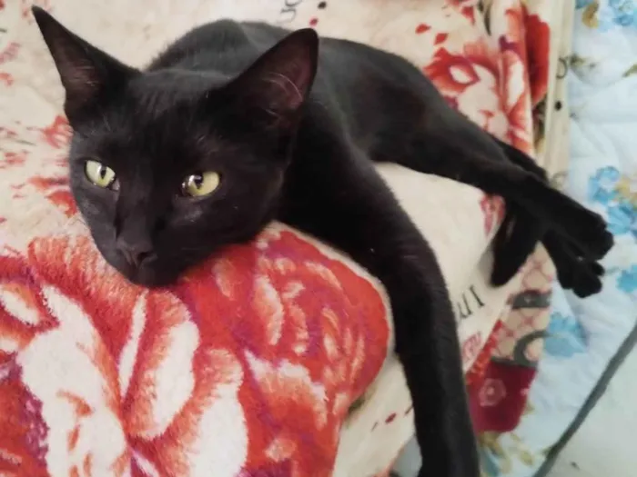 Gato ra a Gato idade 7 a 11 meses nome Não sei