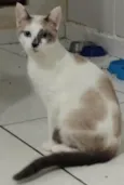 Gato raça Srd idade 2 a 6 meses nome Mano