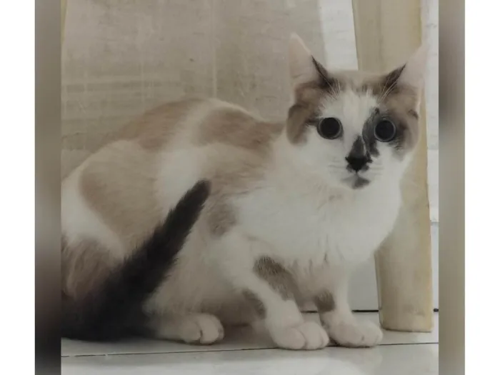 Gato raça Srd idade 2 a 6 meses nome Mano