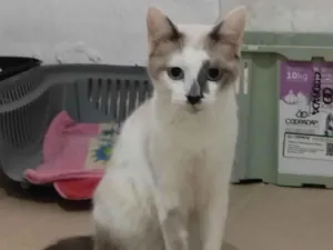 Gato raça Srd idade 2 a 6 meses nome Mano