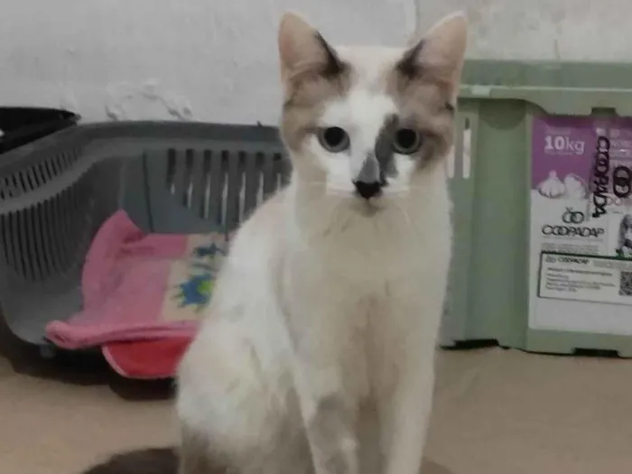 Gato raça Srd idade 2 a 6 meses nome Mano