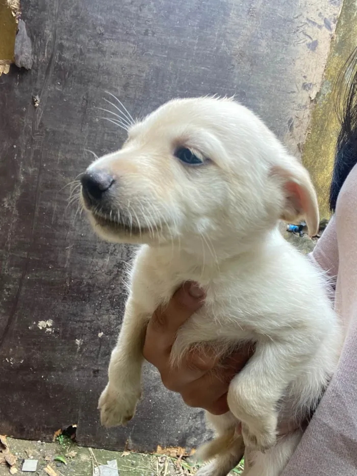 Cachorro raça Vira lata  idade Abaixo de 2 meses nome Sem nome 