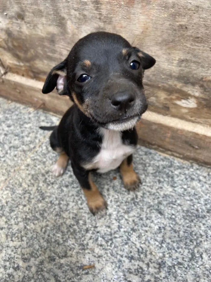 Cachorro raça Vira lata idade Abaixo de 2 meses nome Sem nome 