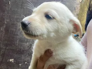 Cachorro raça Vira lata  idade Abaixo de 2 meses nome Sem nome 