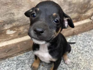 Cachorro raça Vira lata idade Abaixo de 2 meses nome Sem nome 