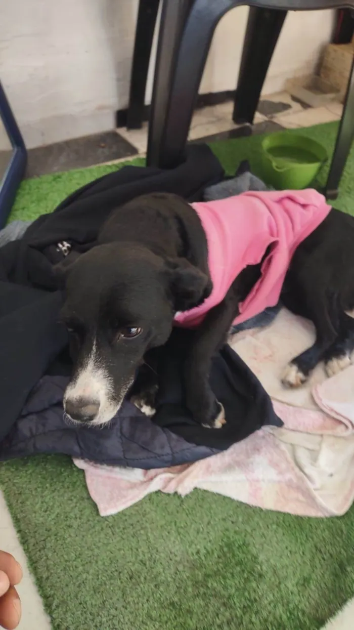 Cachorro raça SRD idade 2 anos nome Brendinha 