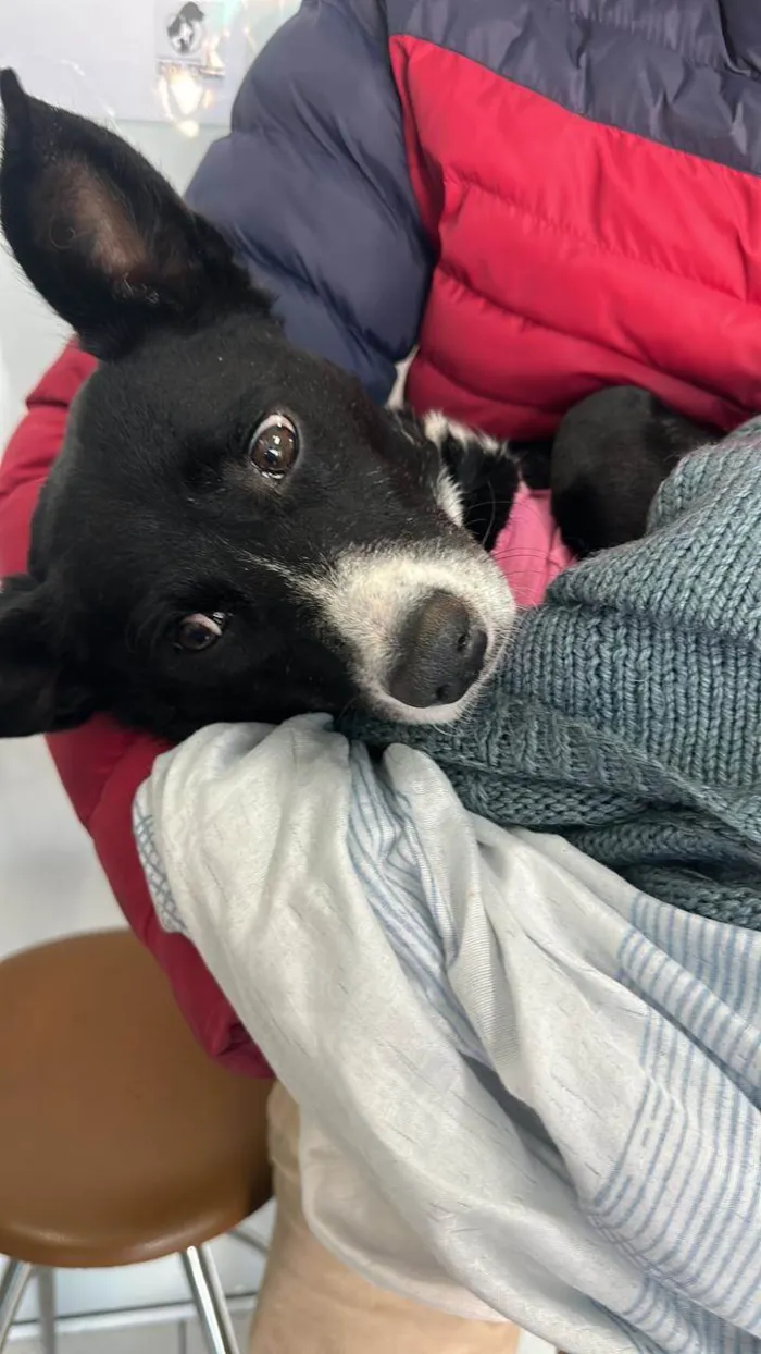 Cachorro raça SRD idade 2 anos nome Brendinha 