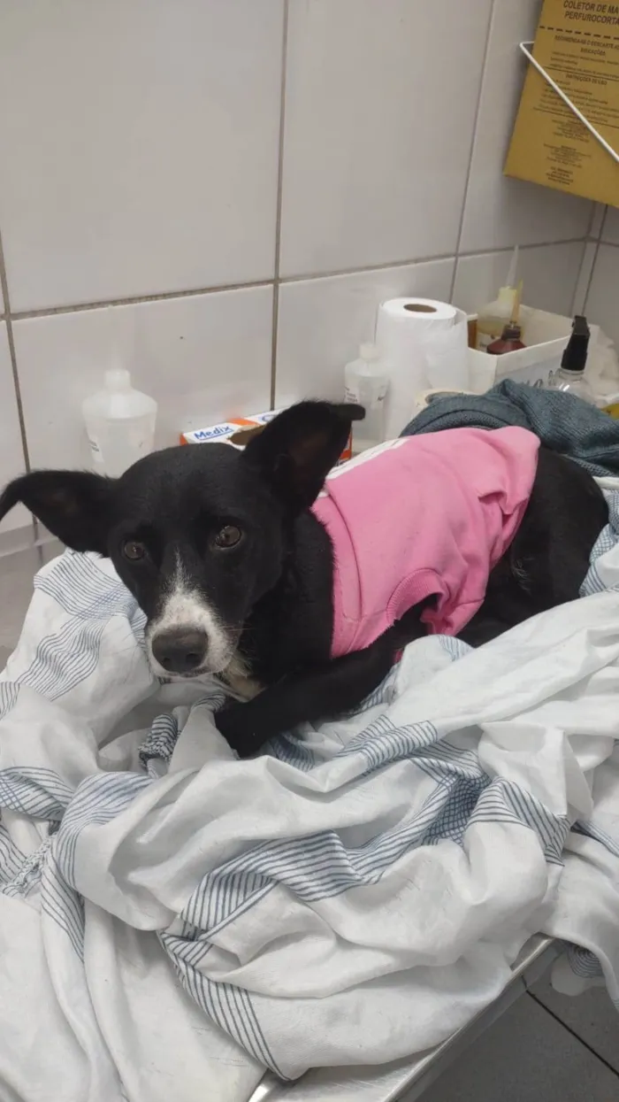 Cachorro raça SRD idade 2 anos nome Brendinha 