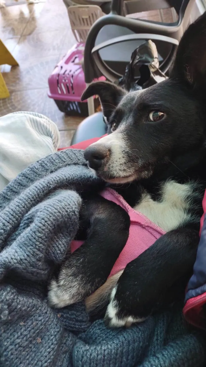 Cachorro raça SRD idade 2 anos nome Brendinha 