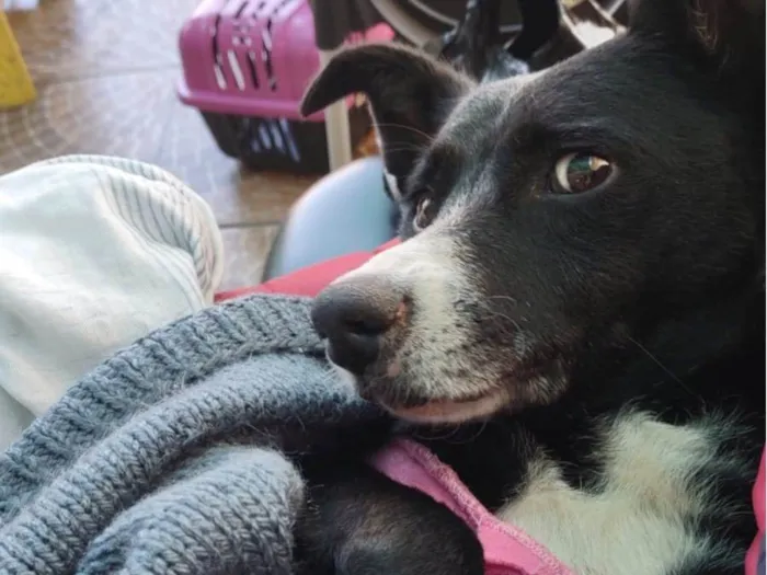 Cachorro raça SRD idade 2 anos nome Brendinha 