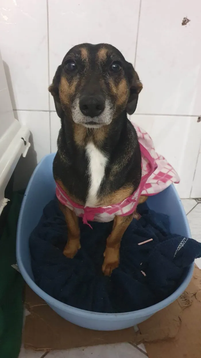 Cachorro ra a Cruza de vira-lata com Salsicha idade 3 anos nome Becca