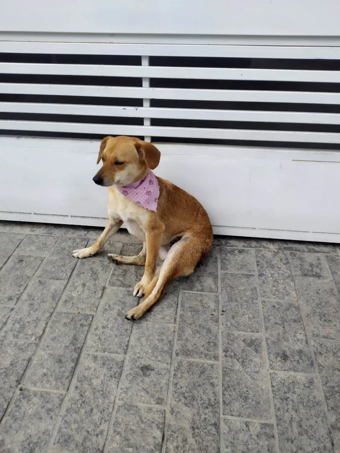 Cachorro ra a Srd idade 2 anos nome Carmela 