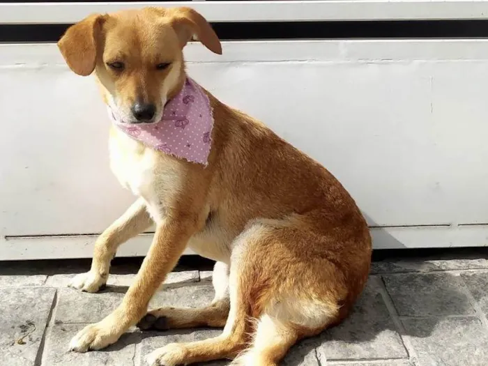 Cachorro ra a Srd idade 2 anos nome Carmela 