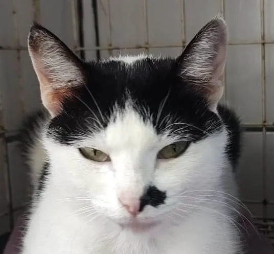 Gato ra a SRD-ViraLata idade 1 ano nome FRANJINHA