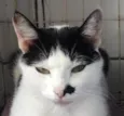 FRANJINHA