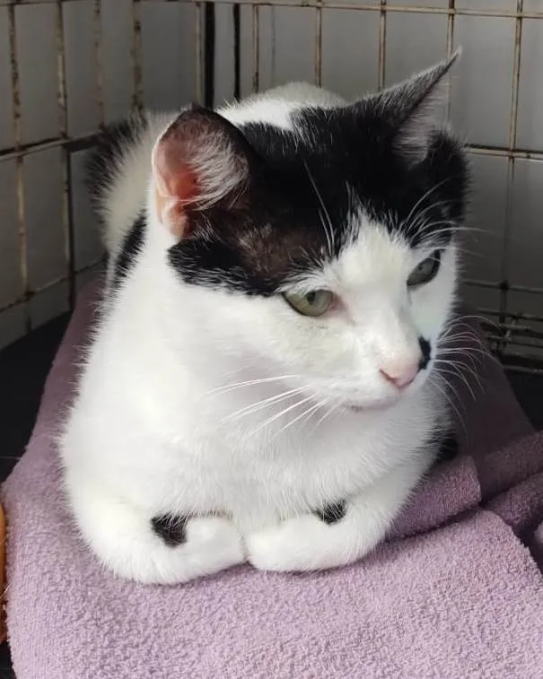 Gato ra a SRD-ViraLata idade 1 ano nome FRANJINHA