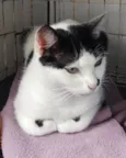 FRANJINHA