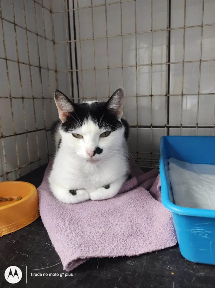 Gato ra a SRD-ViraLata idade 1 ano nome FRANJINHA
