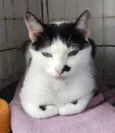 FRANJINHA