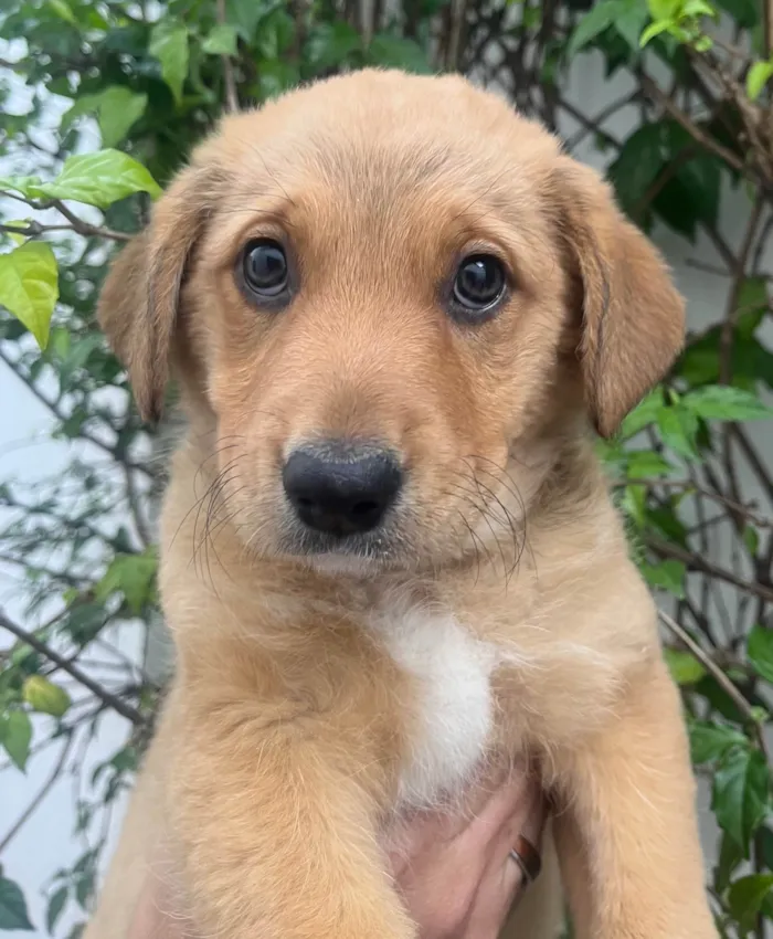 Cachorro raça SRD-ViraLata idade 2 a 6 meses nome Sem Nome 