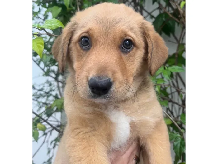 Cachorro raça SRD-ViraLata idade 2 a 6 meses nome Sem Nome 
