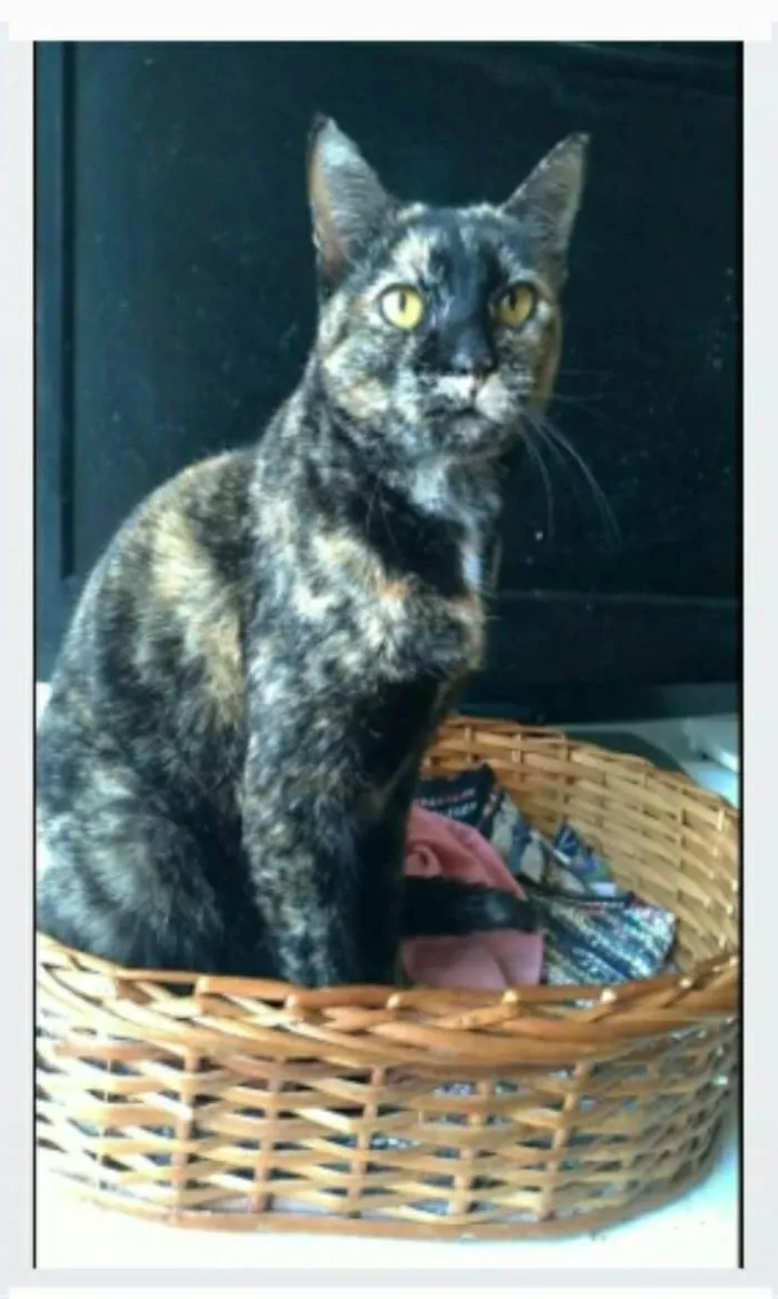 Gato ra a srd escaminha rosét  idade 2 anos nome LUÍSA
