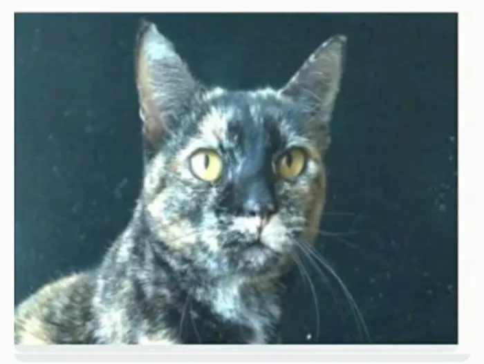 Gato ra a srd escaminha rosét  idade 2 anos nome LUÍSA