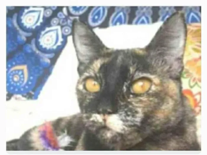 Gato ra a srd escaminha rosét  idade 2 anos nome LUÍSA