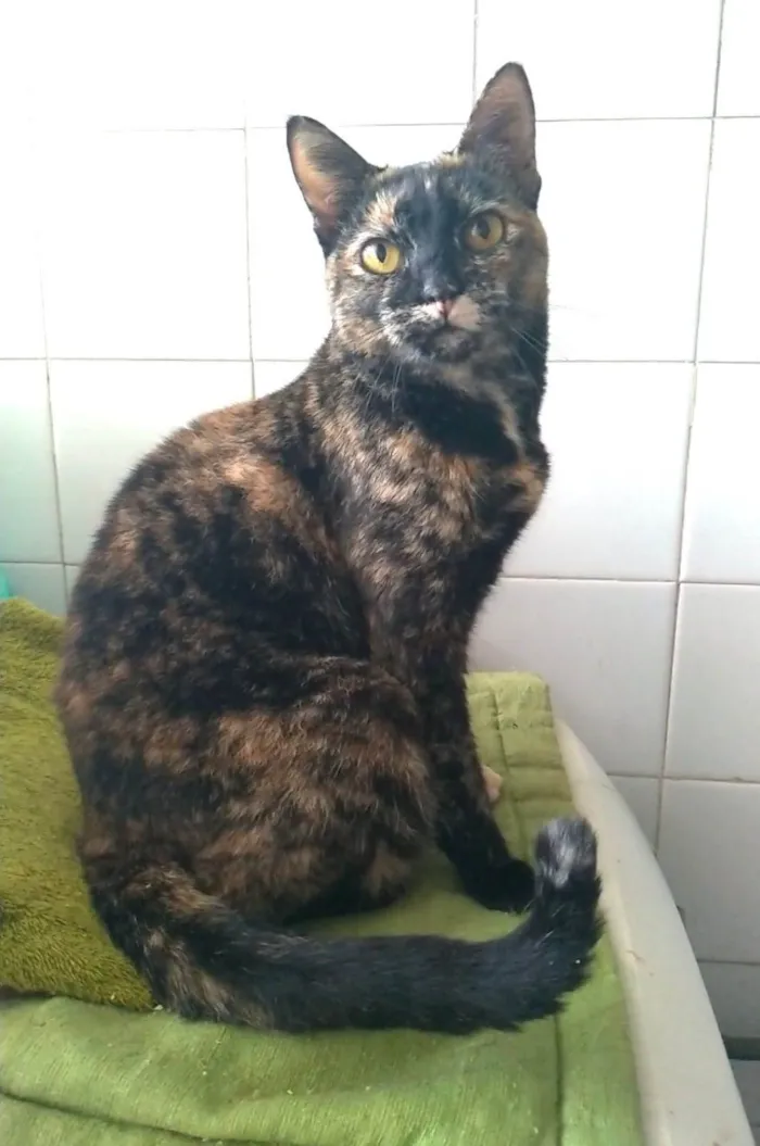 Gato ra a srd escaminha rosét  idade 2 anos nome LUÍSA