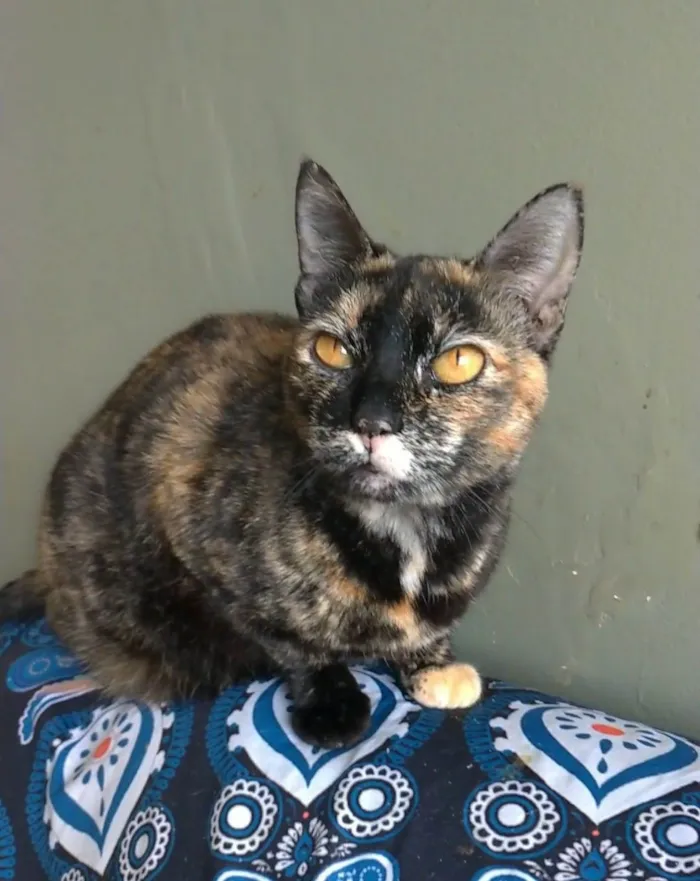 Gato ra a srd escaminha rosét  idade 2 anos nome LUÍSA