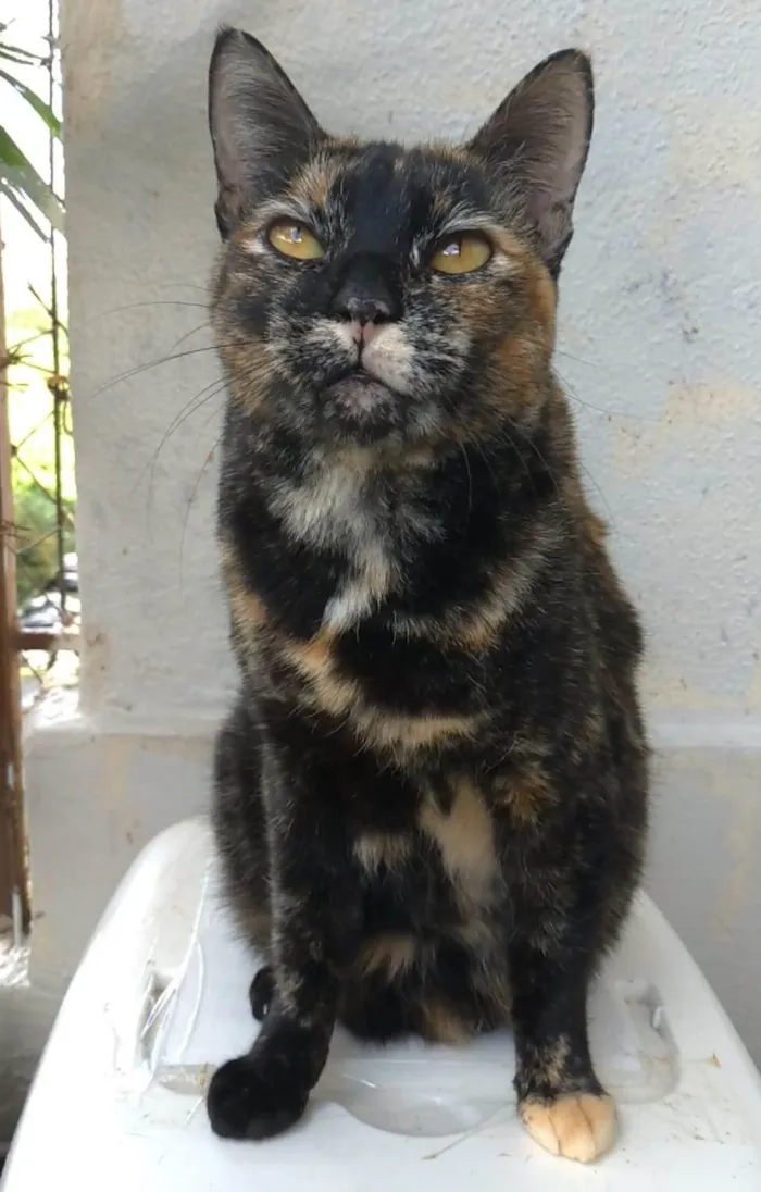 Gato ra a srd escaminha rosét  idade 2 anos nome LUÍSA
