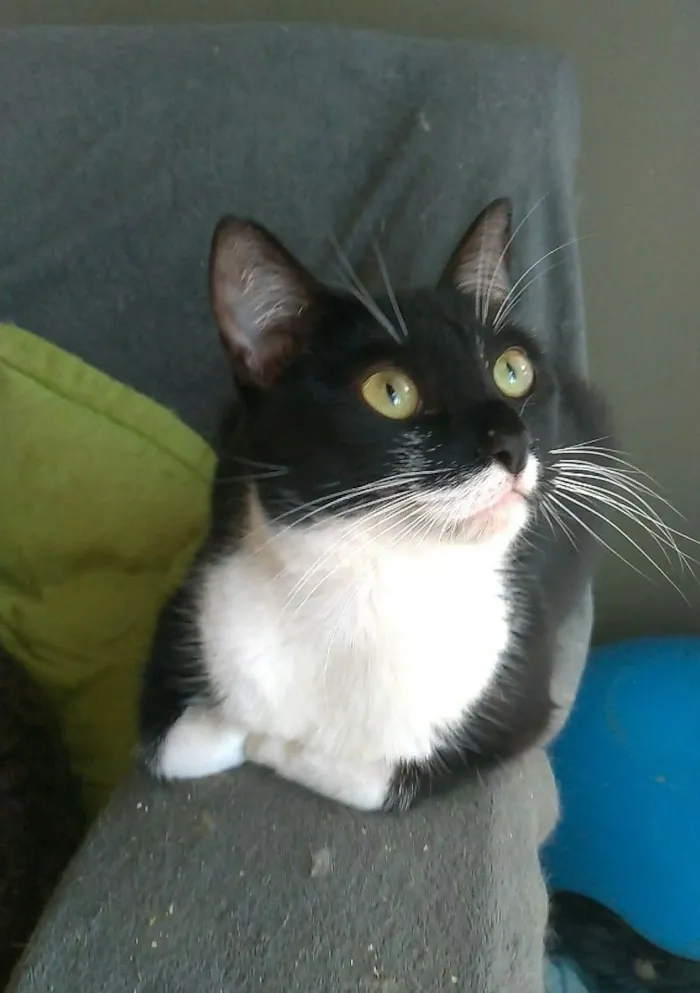 Gato ra a srd frajolinha  idade 2 anos nome LIKA
