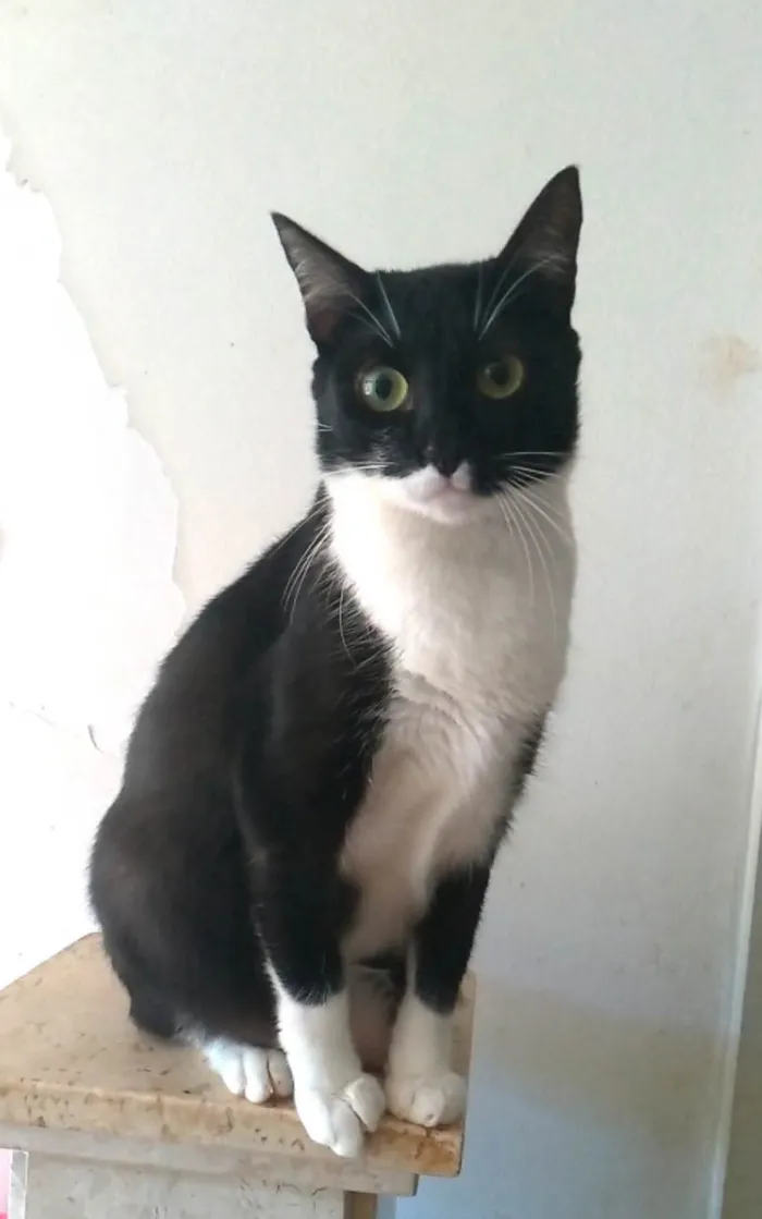 Gato ra a srd frajolinha  idade 2 anos nome LIKA