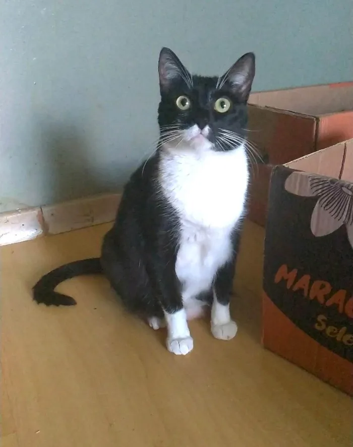 Gato ra a srd frajolinha  idade 2 anos nome LIKA