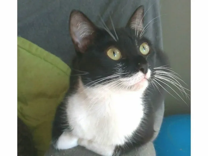 Gato ra a srd frajolinha  idade 2 anos nome LIKA