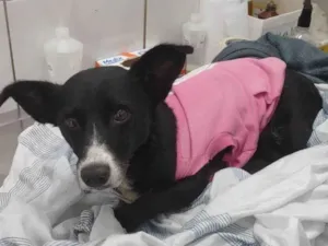 Cachorro raça SRD idade 2 anos nome Brendinha 