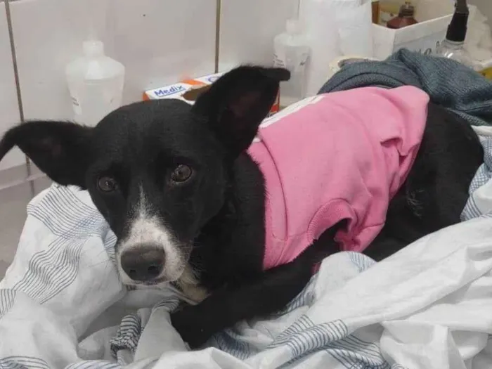 Cachorro raça SRD idade 2 anos nome Brendinha 