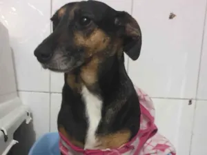 Cachorro raça Cruza de vira-lata com Salsicha idade 3 anos nome Becca