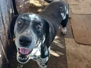 Cachorro raça SRD-ViraLata idade 3 anos nome Tufão