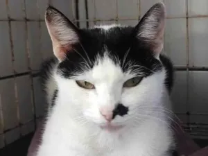 Gato raça SRD-ViraLata idade 1 ano nome FRANJINHA