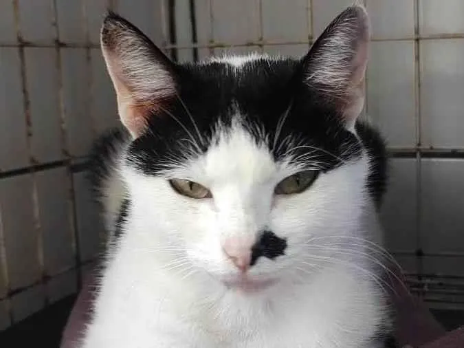 Gato ra a SRD-ViraLata idade 1 ano nome FRANJINHA