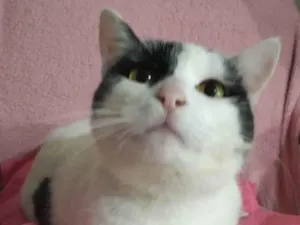 Gato raça SRD-ViraLata idade 1 ano nome MORGANA